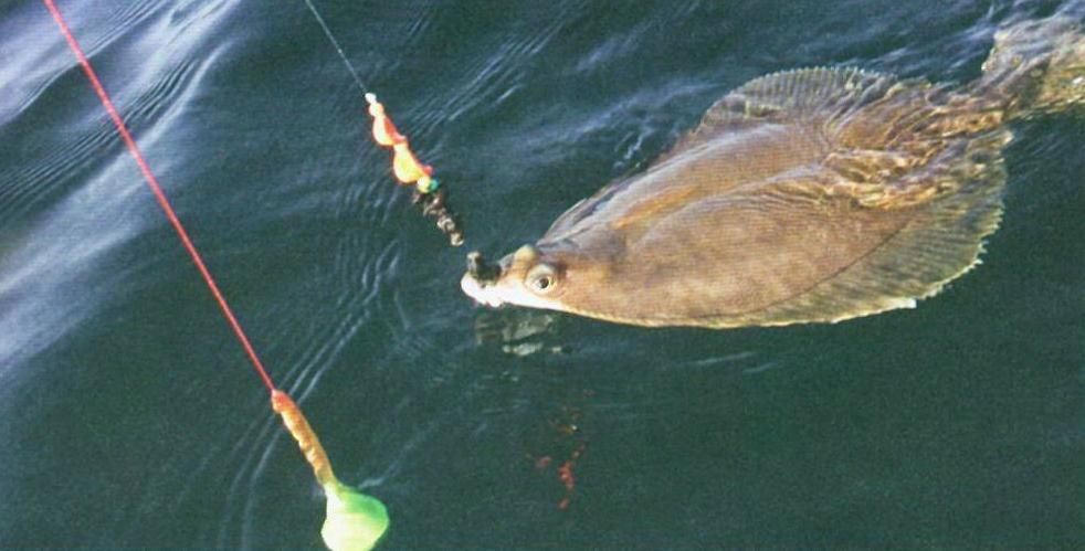 Сезон ловли камбалы в Сочи вышел на пик