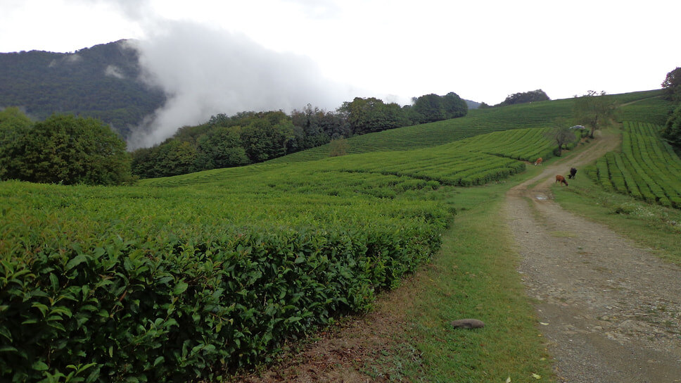 Территории чайных плантаций в Сочи могут расширить вдвое