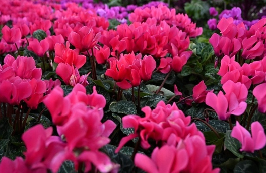 В Сочи высадят более 200 тысяч сезонных растений перед зимними холодами